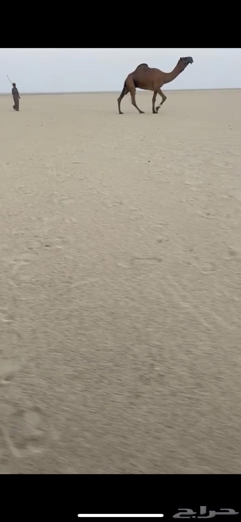 بعير سلاله و شكل كفو64488146019970112