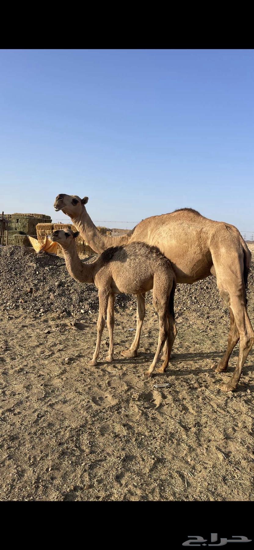 A young she-camel with a calf underneath, price limit 8800, sold64488768704259112