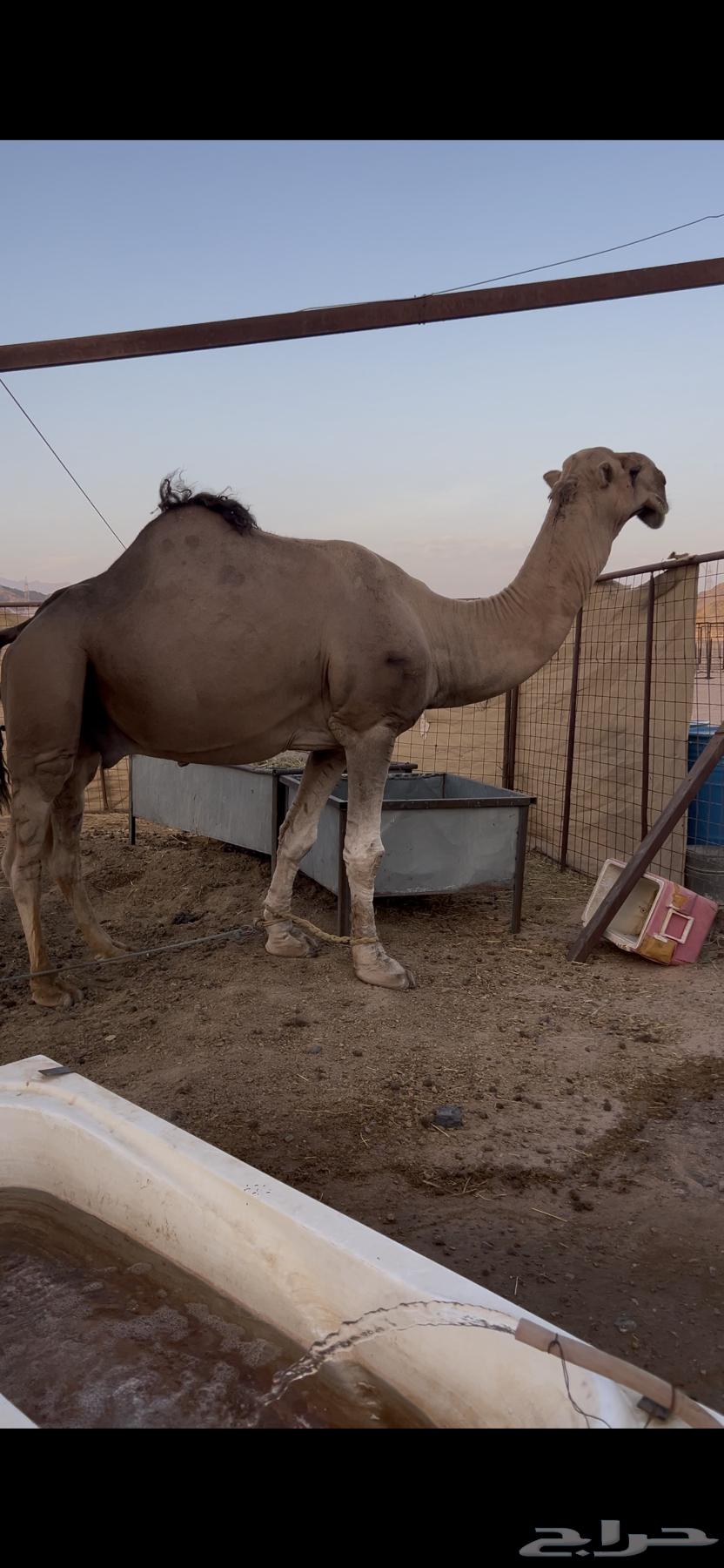 Red stud camel64488339900289113