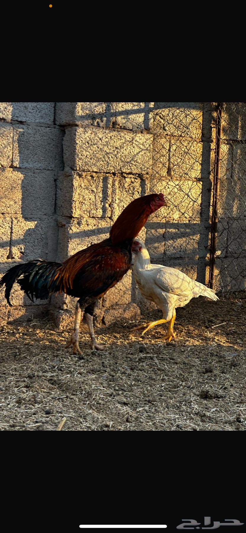 ديك باكستاني سندي64488229331587110