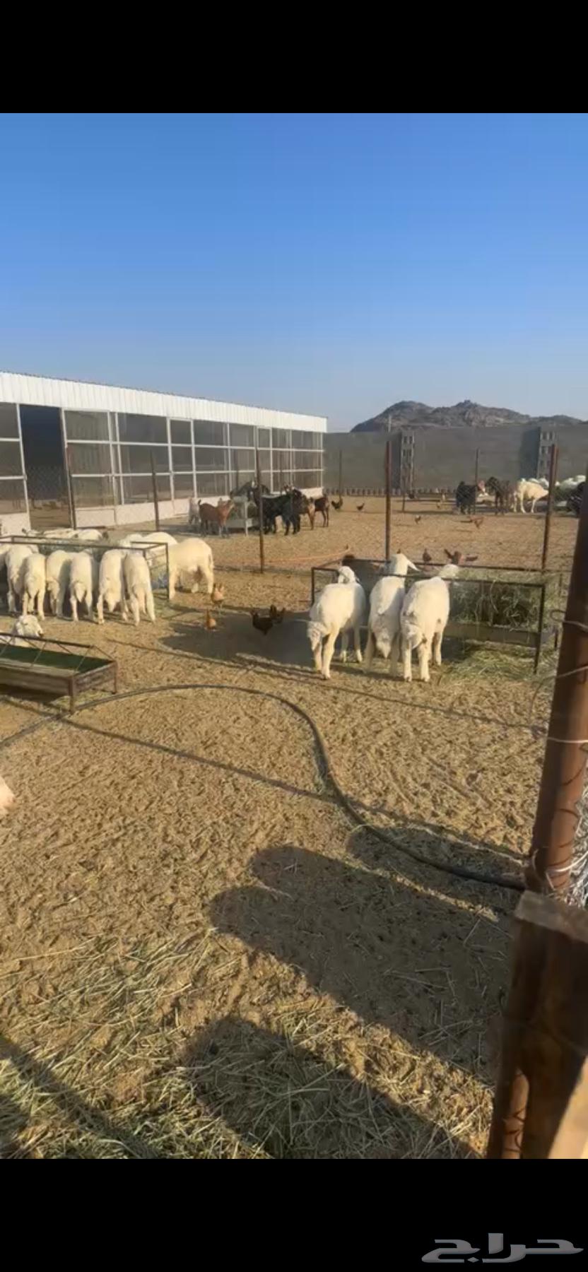 خرفان وتيوس للبيع64488685992449110