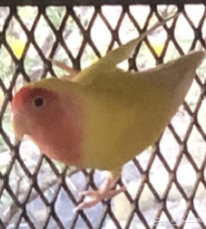 جوزين روز رد فيس64494112896515111