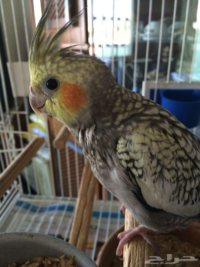 انباع كروان مفطوم اليف64490537476353110