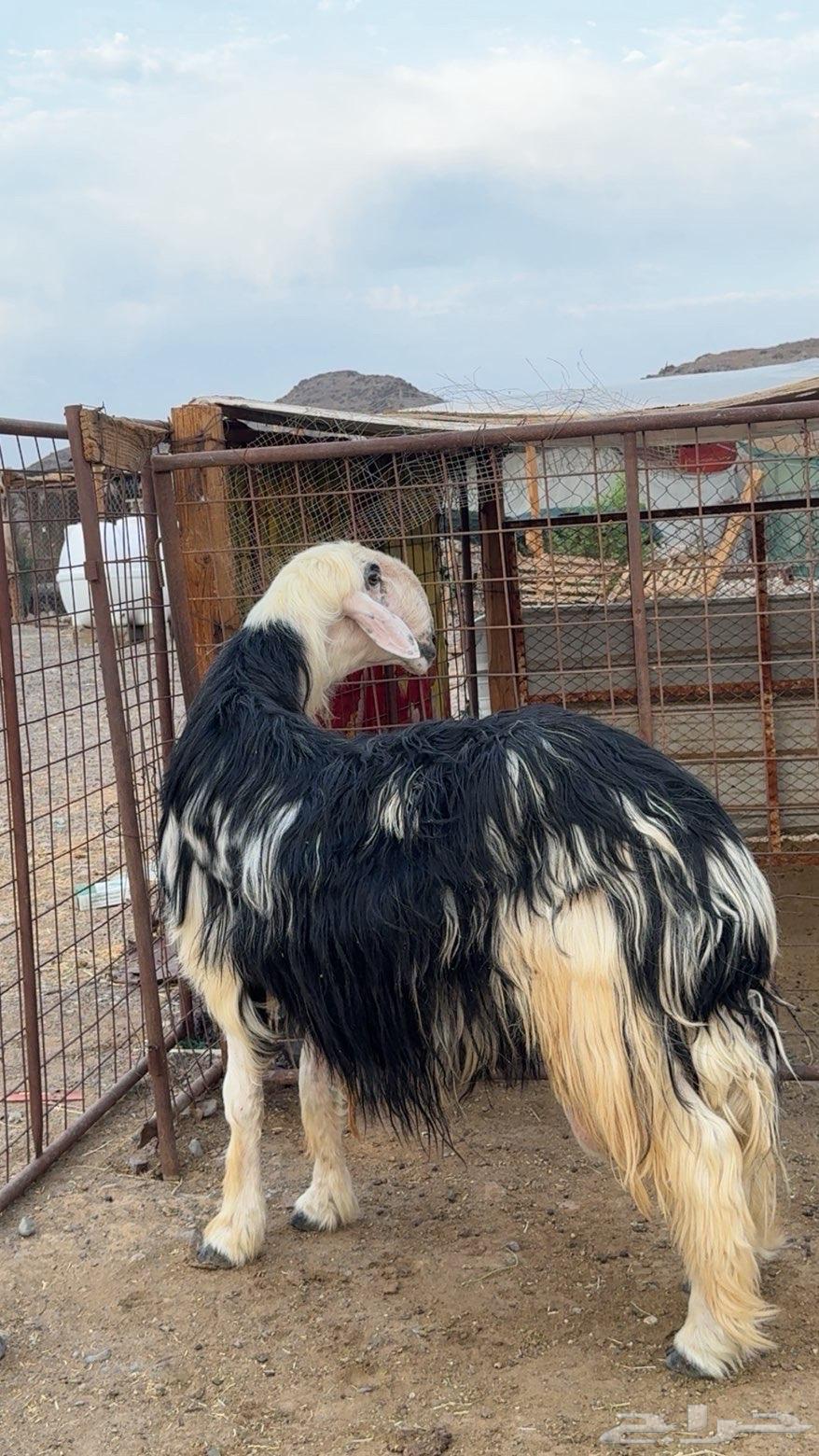 طلي نجدي صنف فاخر(تم البيع )64492366490882110