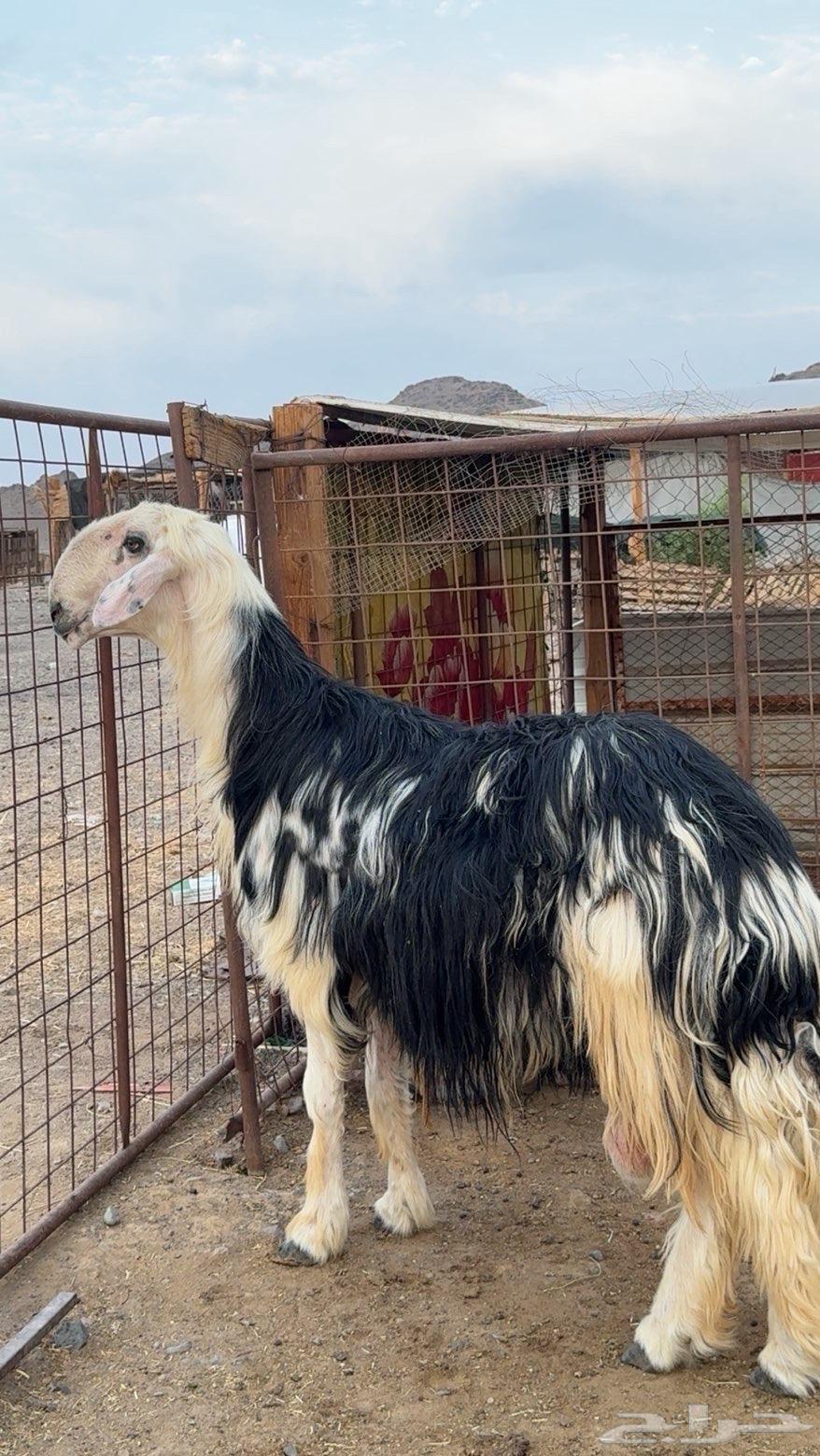 طلي نجدي صنف فاخر(تم البيع )64492366490882111