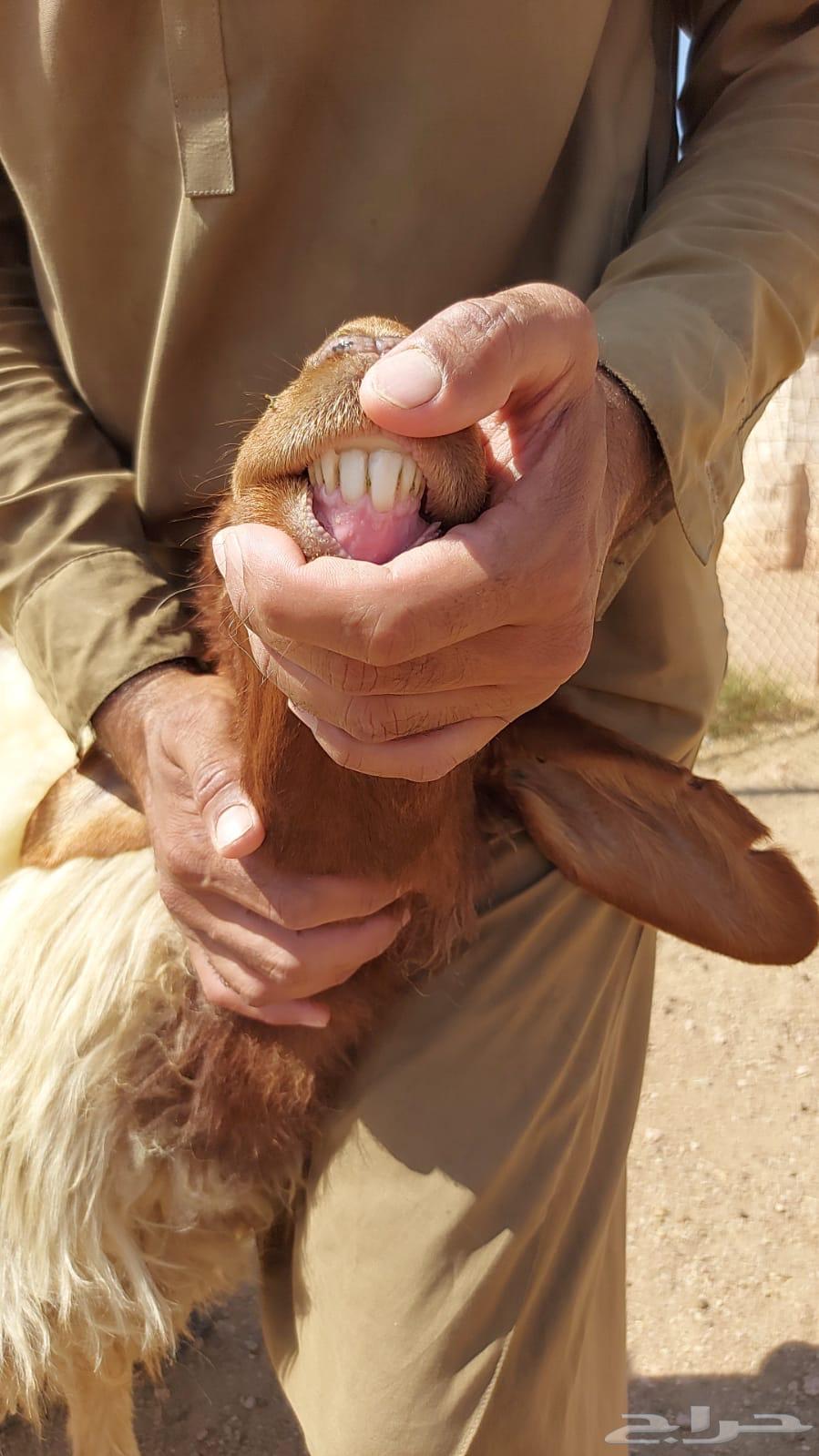 بيعت الله يبارك له ثنيه والد64489834284547110