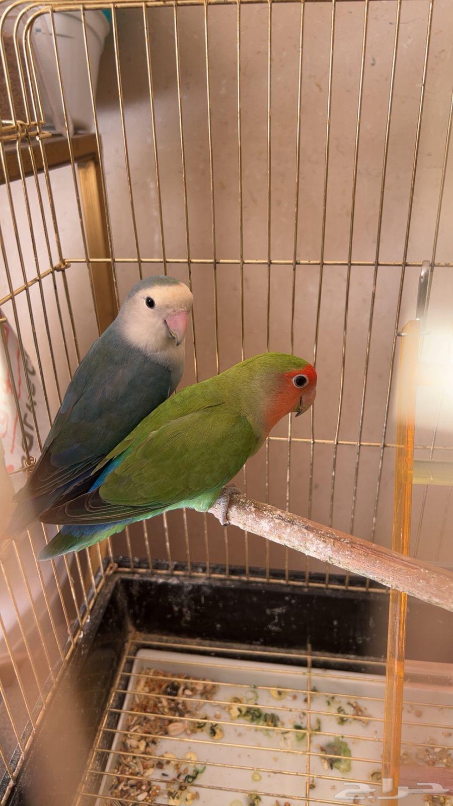 جوز طيور روز64489888750593111