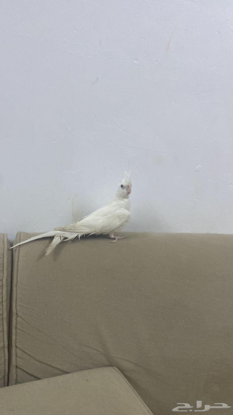 كروان للبيع64494496203779112