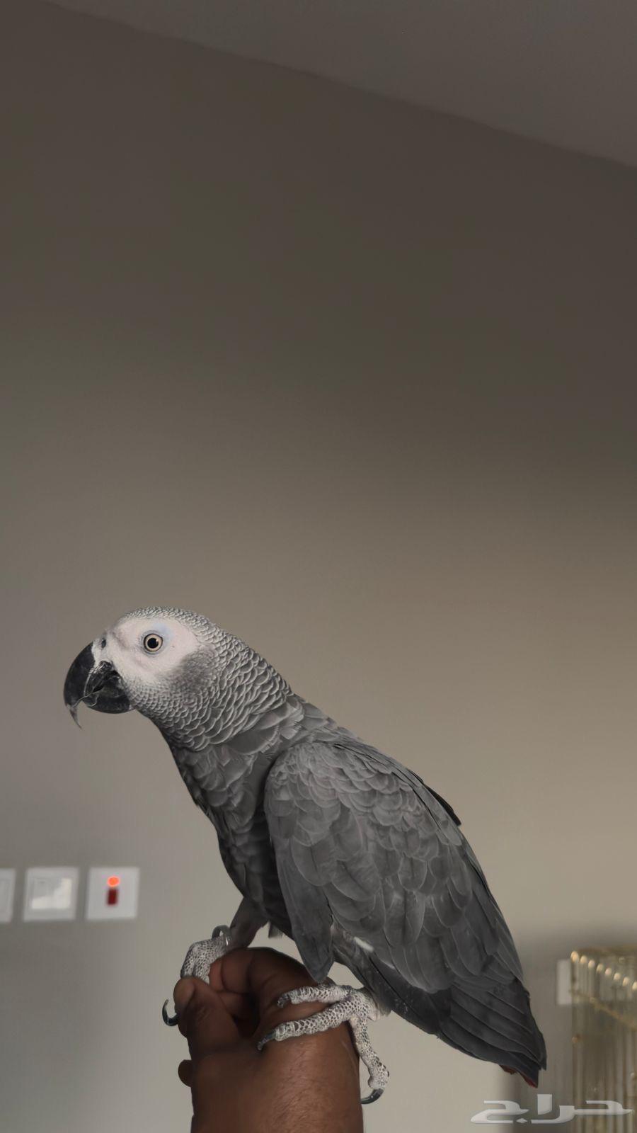 Captain Kalam Helmet64486938132354114