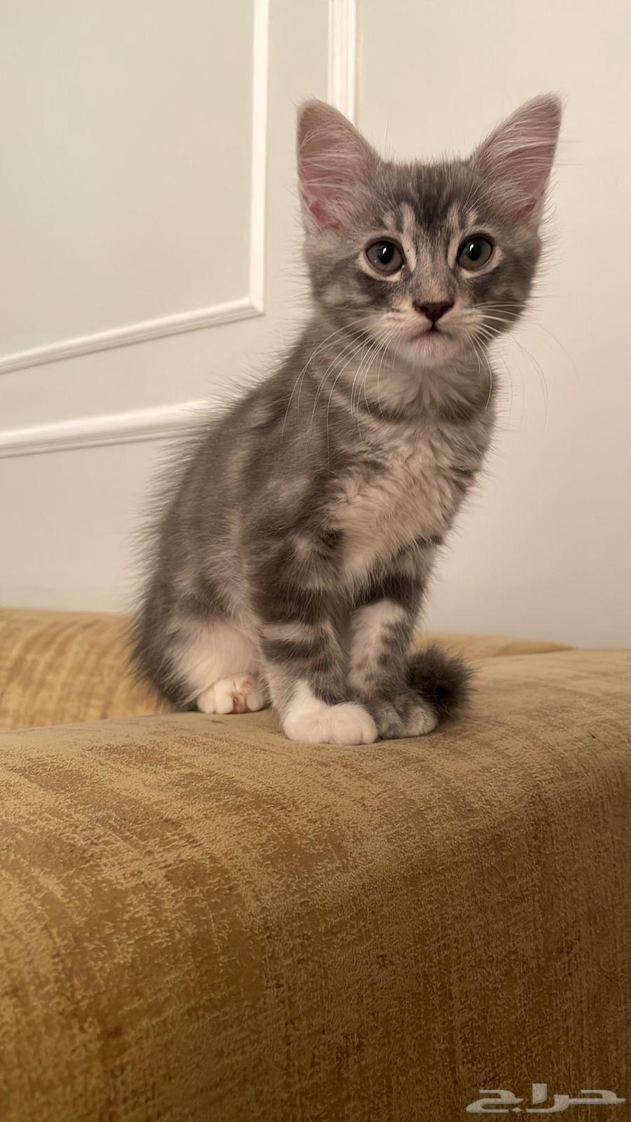 ثلاث قطط للبيع ب350ريال أنثى واثنين ذكر64486744136067114