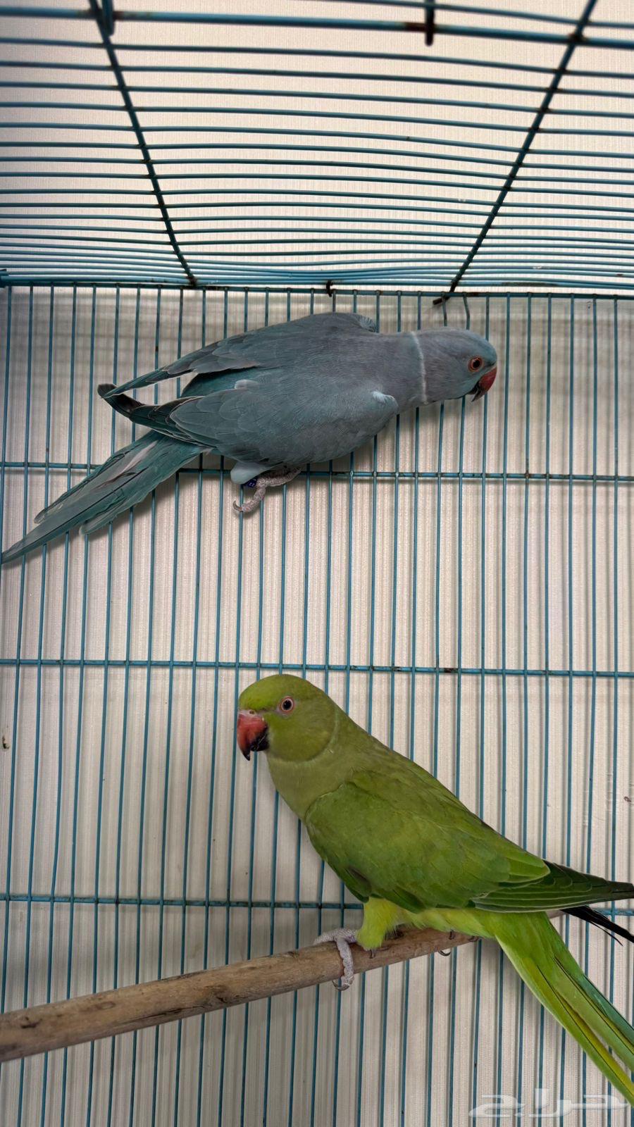 للبيع جوز دره64493137378691110