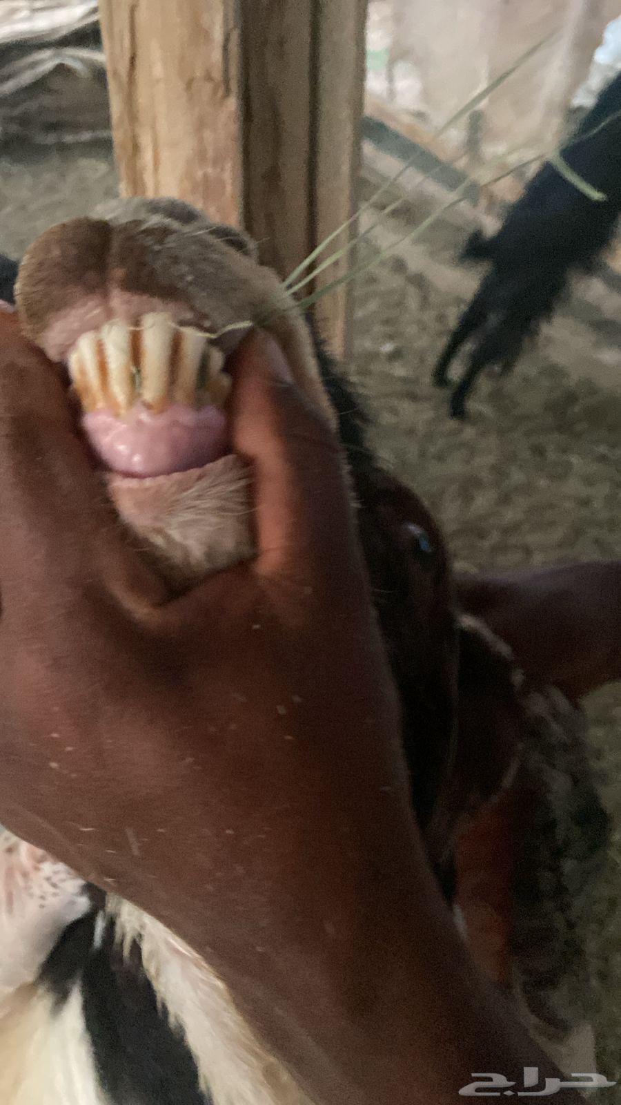 للبيع معزا مراح واحد ( تم البيع )64487897143809111