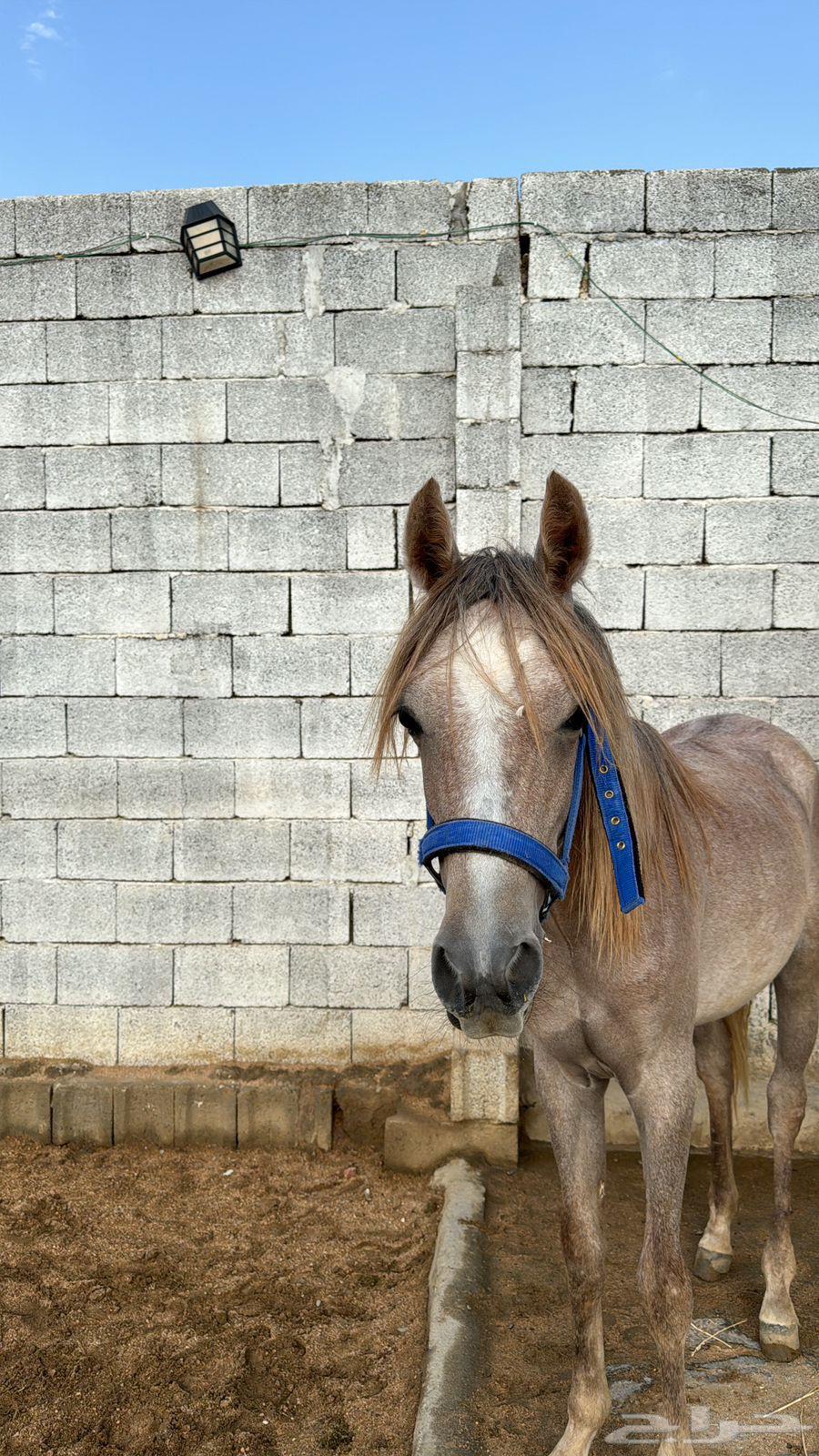 مهر للبيع العمر سبعه شهور الصحه سليم64487484581378111