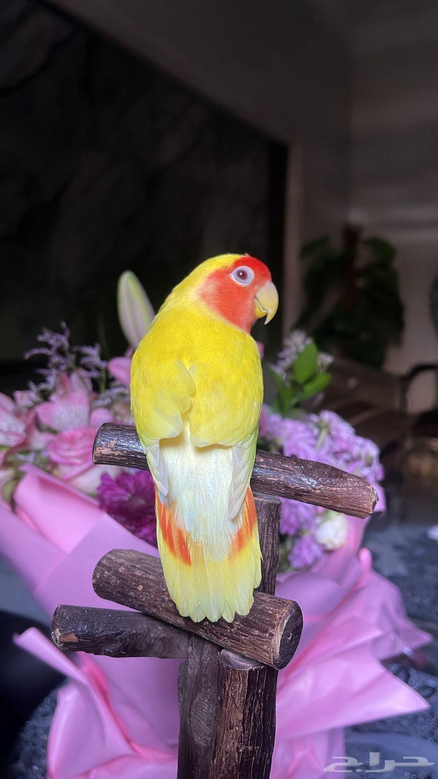 للبيع ببغاء الروز64492609305474111