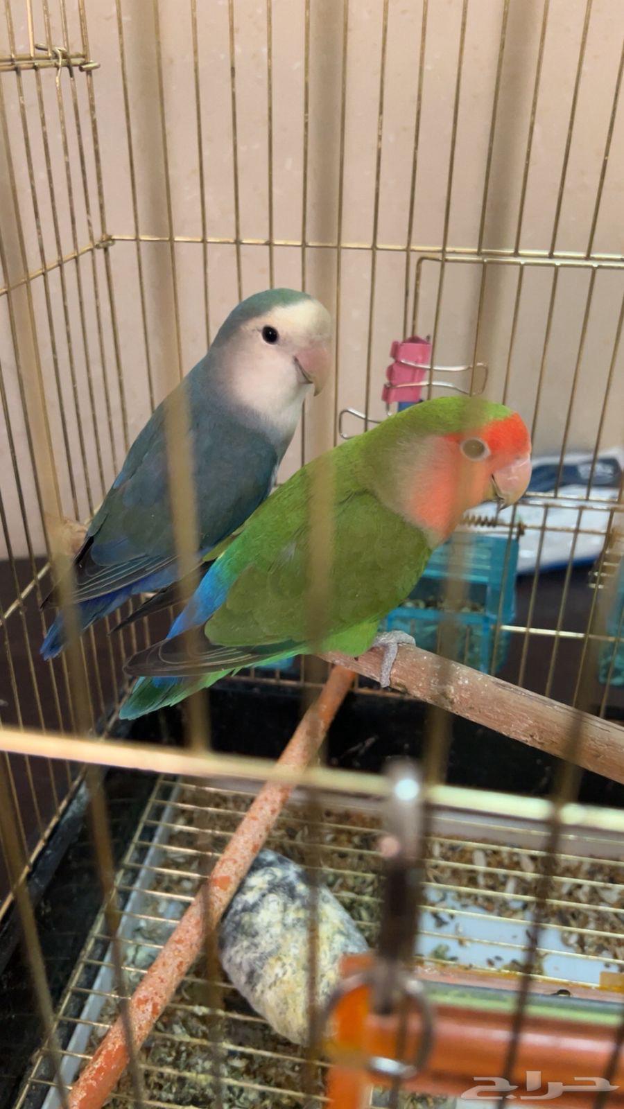 جوز طيور روز64489888750593113