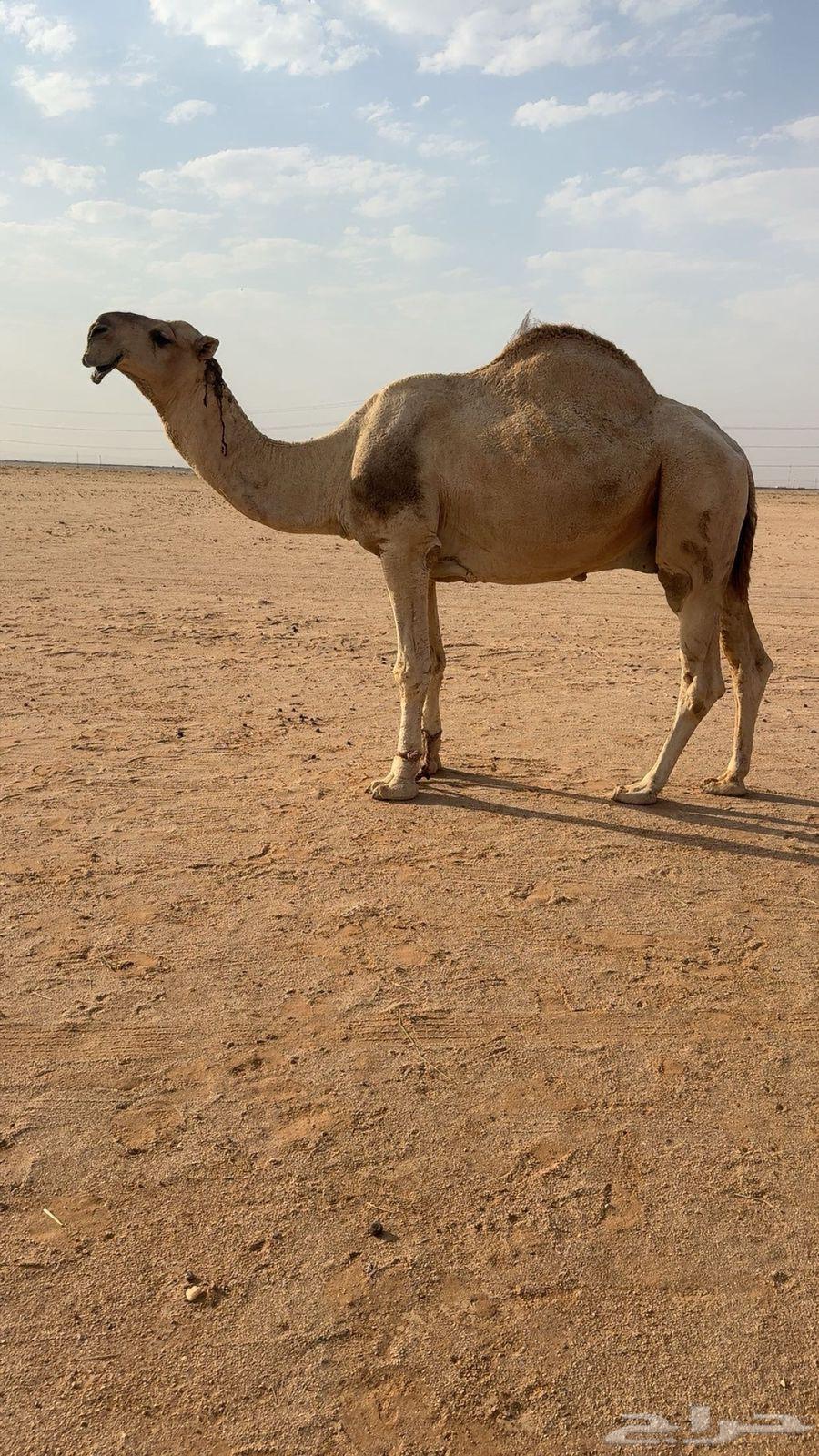 Productive Camel64494496261634110