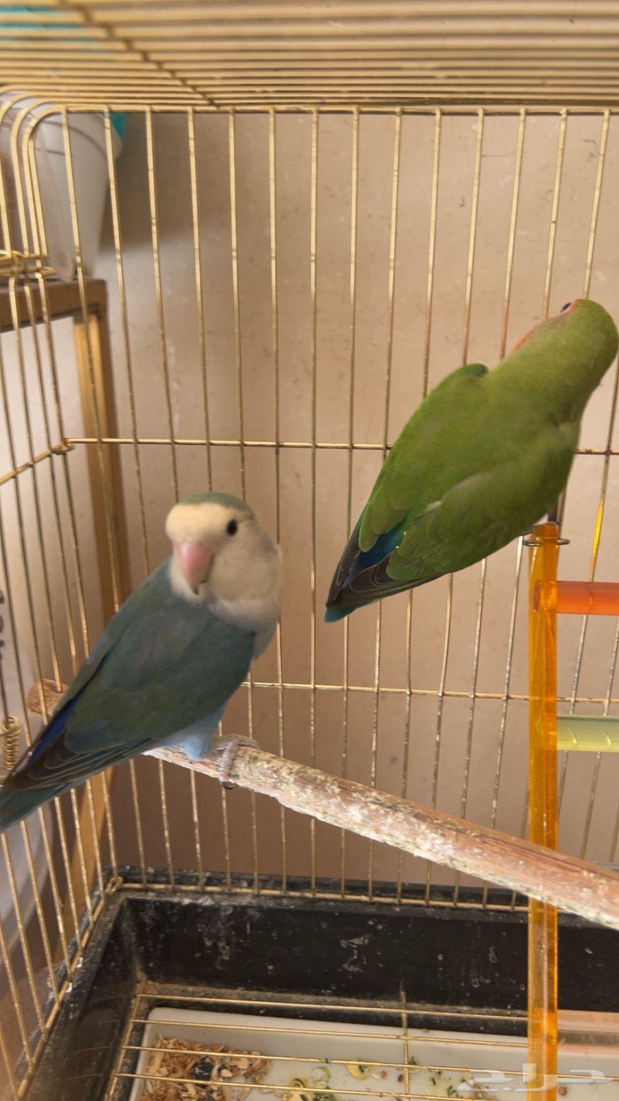 جوز طيور روز64489888750593110