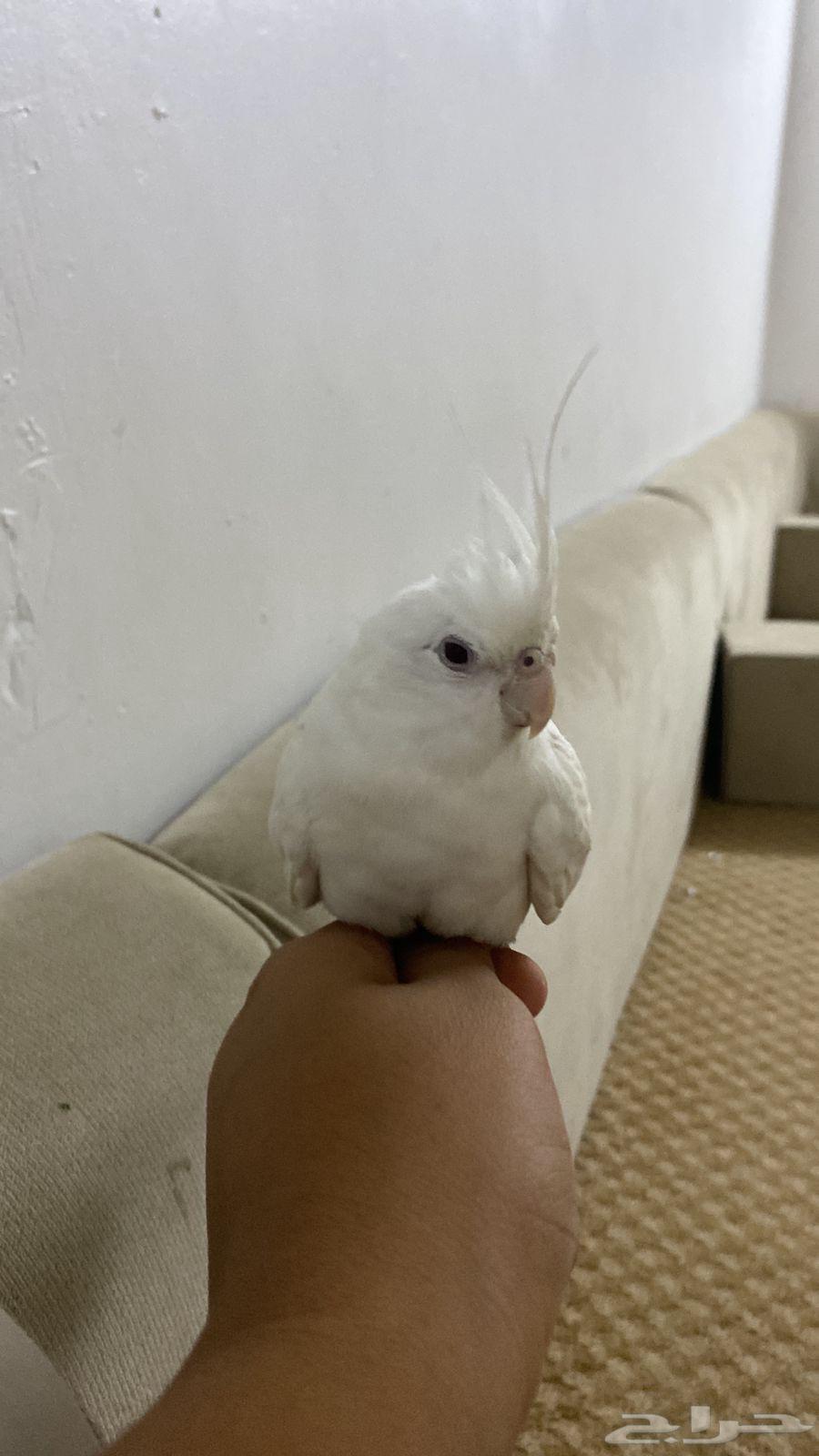 كروان للبيع64494496203779111