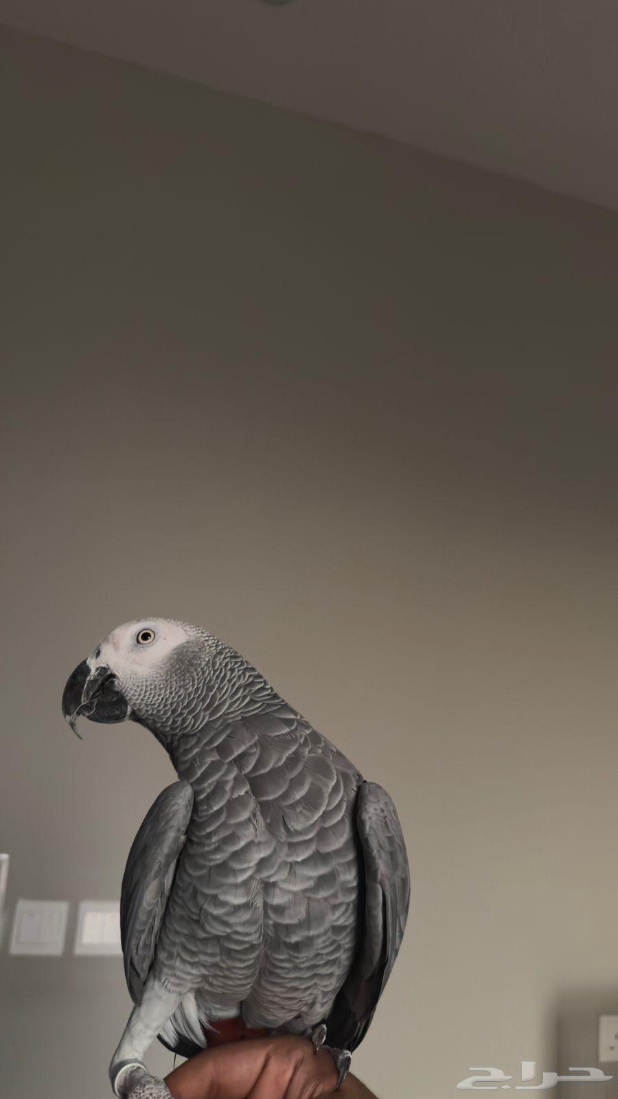 Captain Kalam Helmet64486938132354110