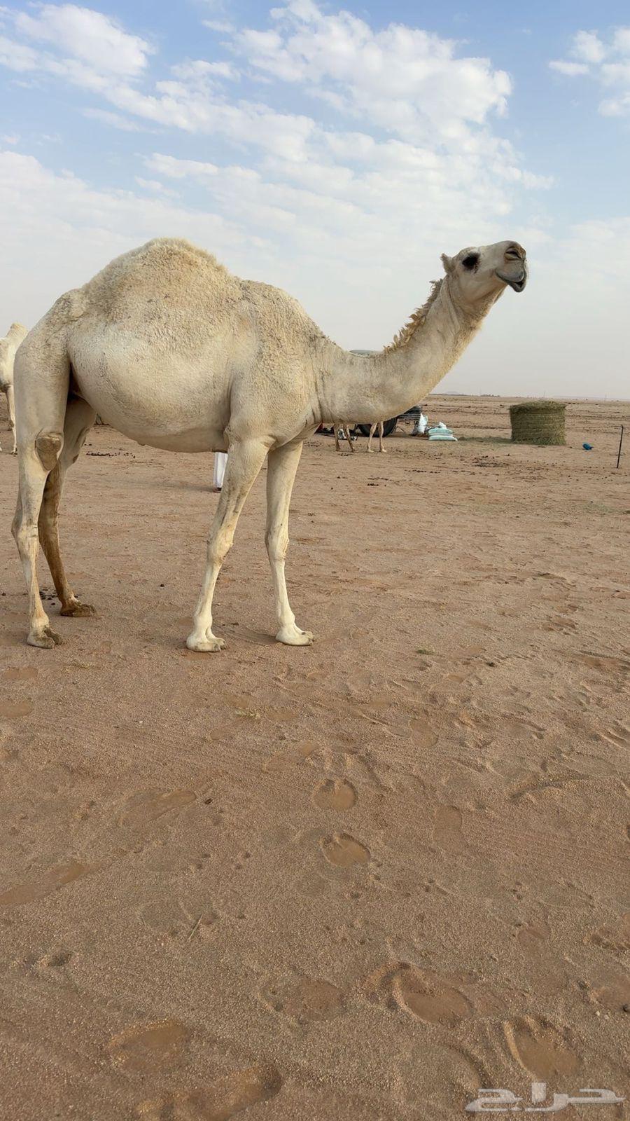 Productive Camel64494496261634111