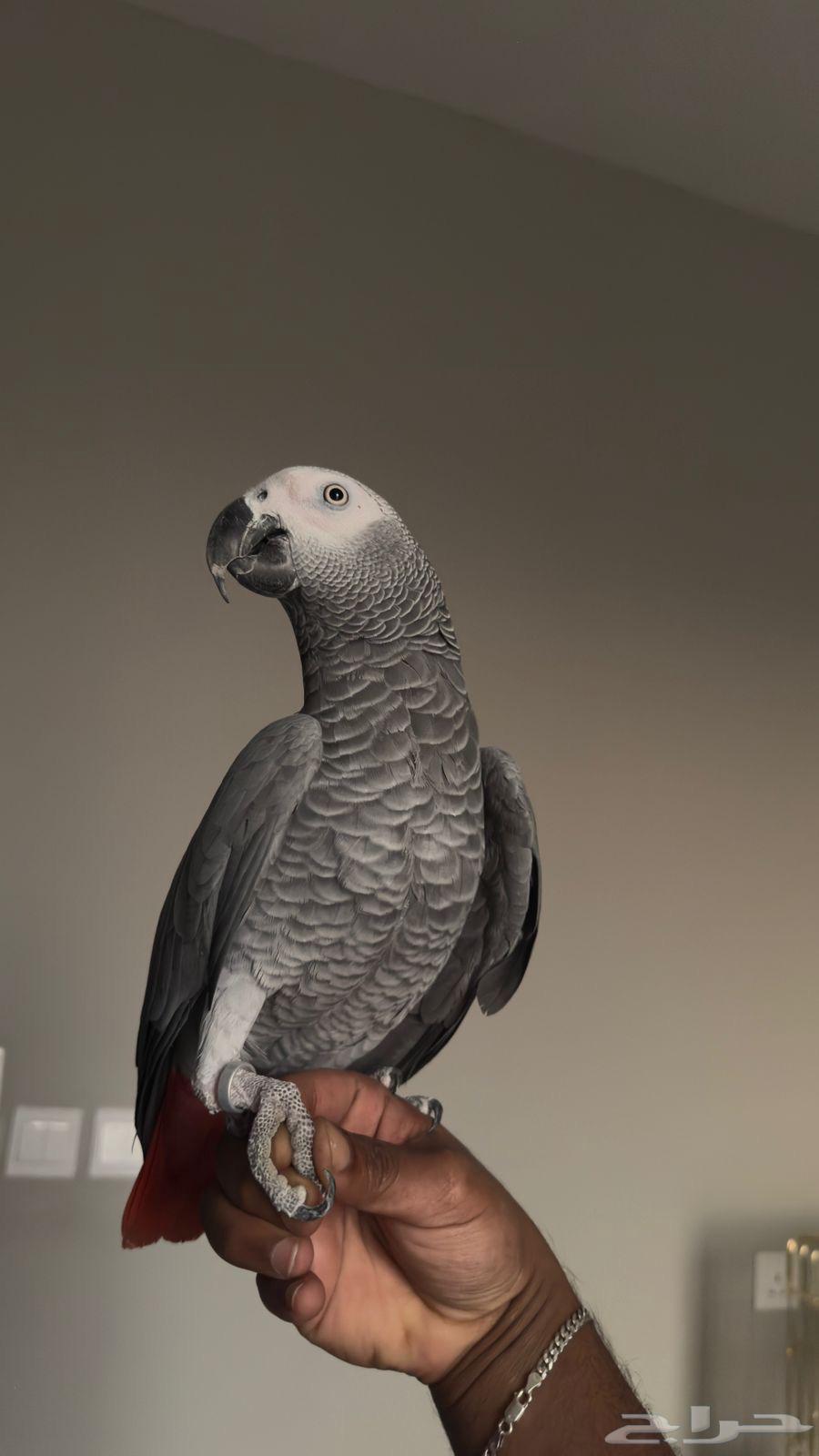 Captain Kalam Helmet64486938132354113