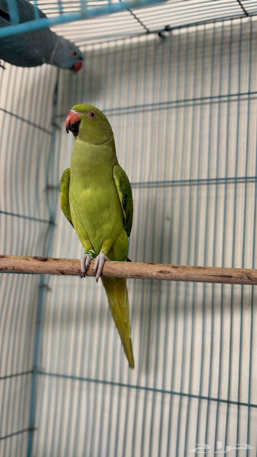 للبيع جوز دره64493137378691111