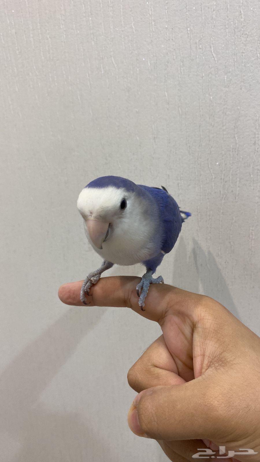 زوج روز للبيع64492622659203112