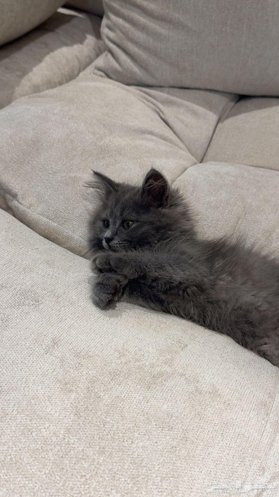 Kittens for sale, reason is they only play and don't stay, contact via WhatsApp, may God bless you64493722966913110