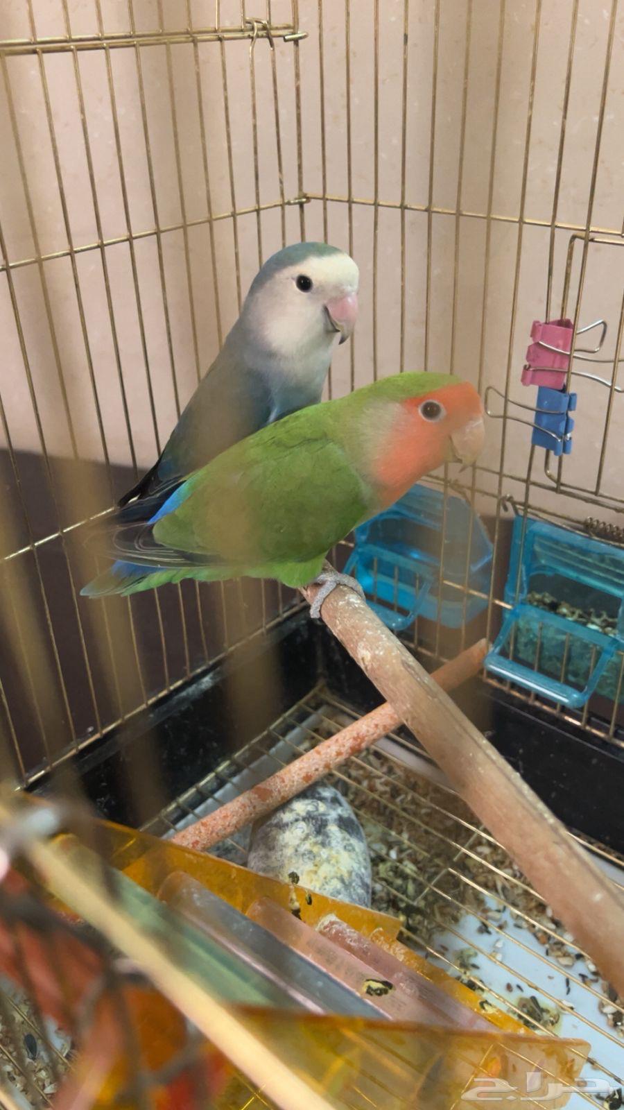 جوز طيور روز64489888750593112