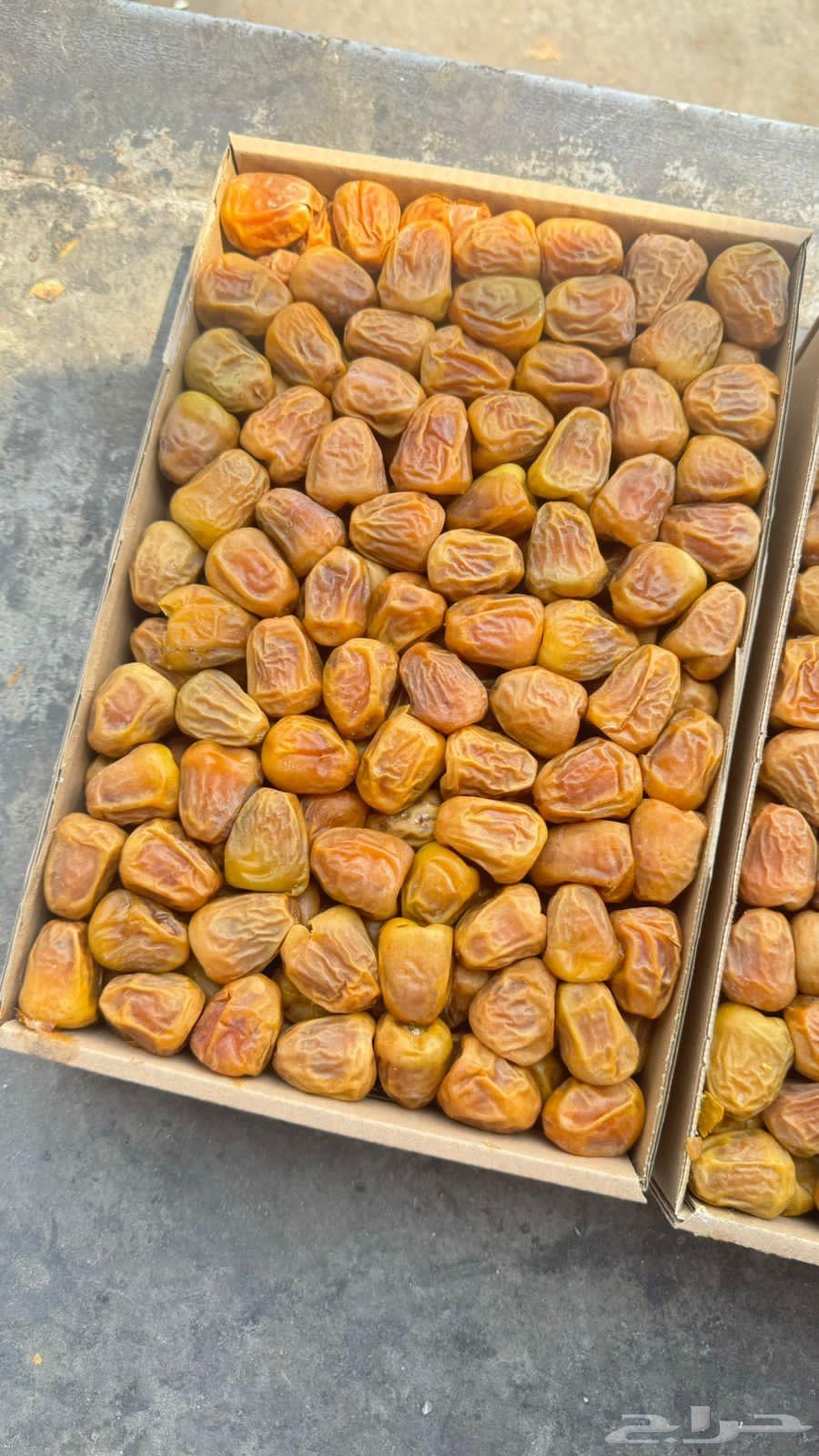 Tamr Sukkari Bulk64492175624193110