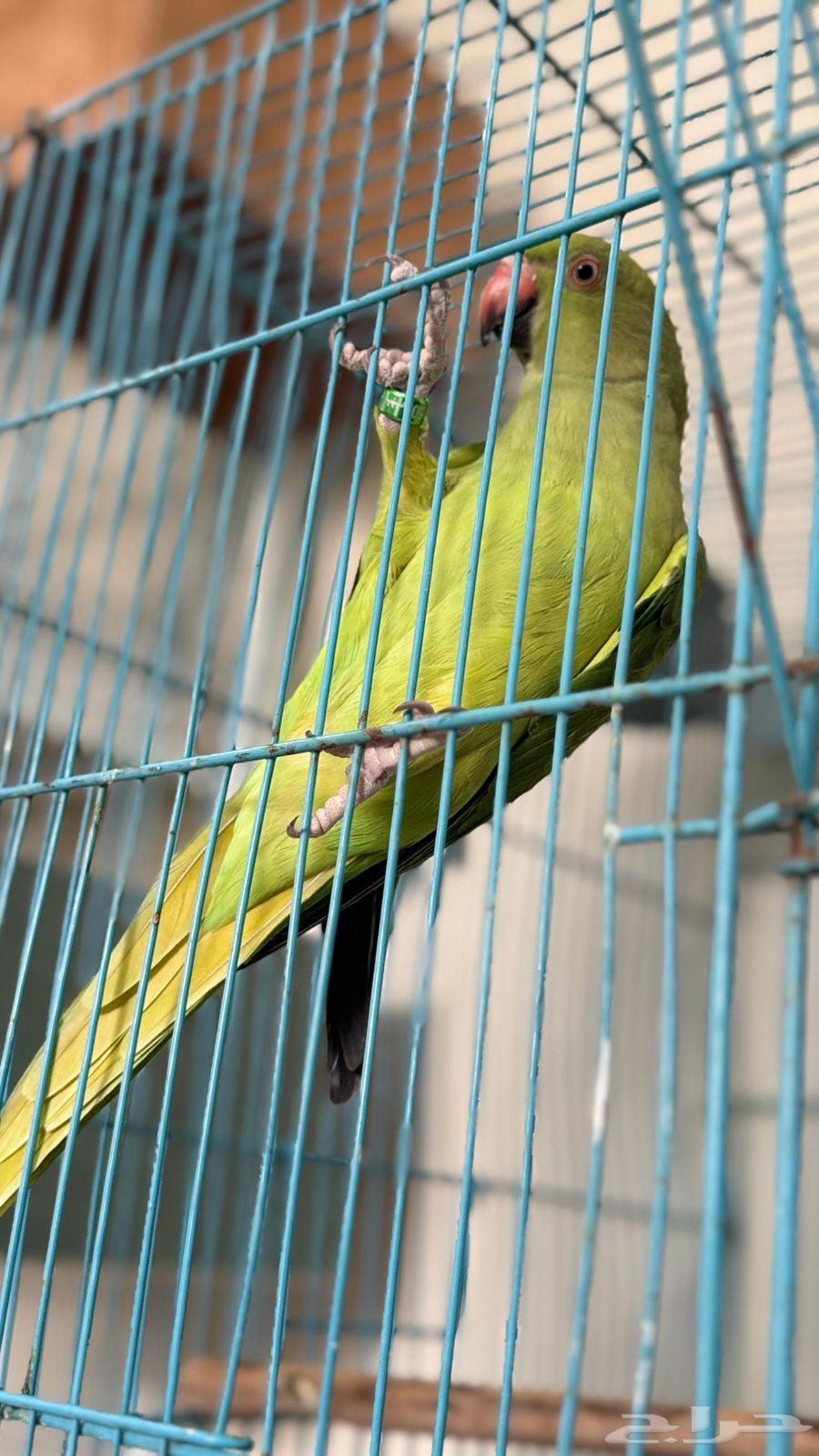 للبيع جوز دره64493137378691112