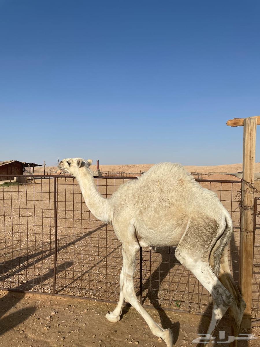 Clear, Spread Seating Area, Excellent Condition64489710743041110