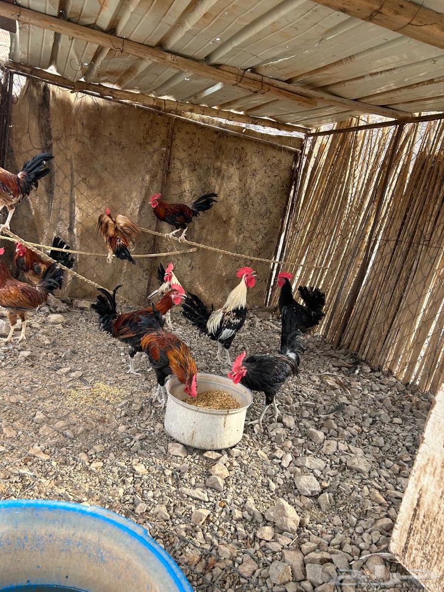 للبيع دجاج بشاير64494153300866111