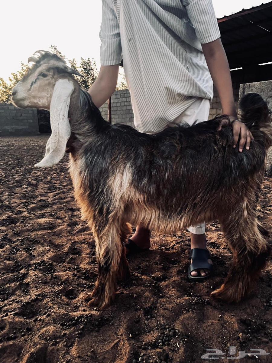 Ram64490980147330112