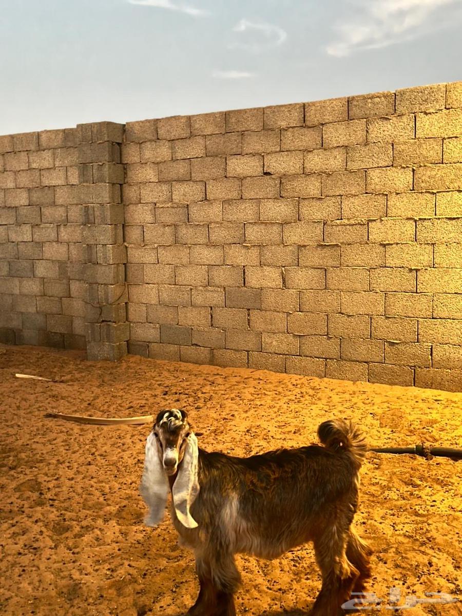 Ram64490980147330110