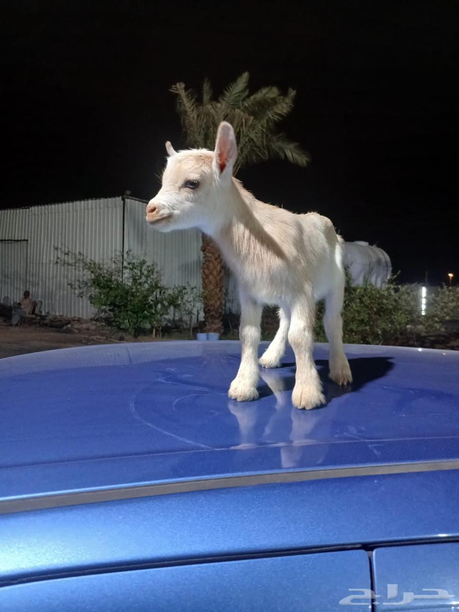 ماعز قزم جفرات تشيكي تم البيع64432305307778111