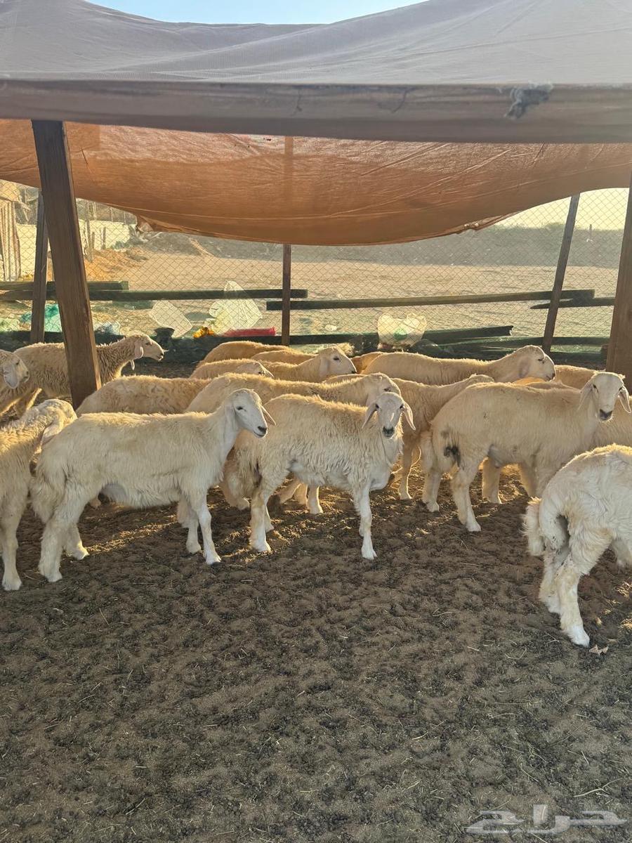 طليان حريات وتيوس عارضية للبيع مراح البركة64490921025795113