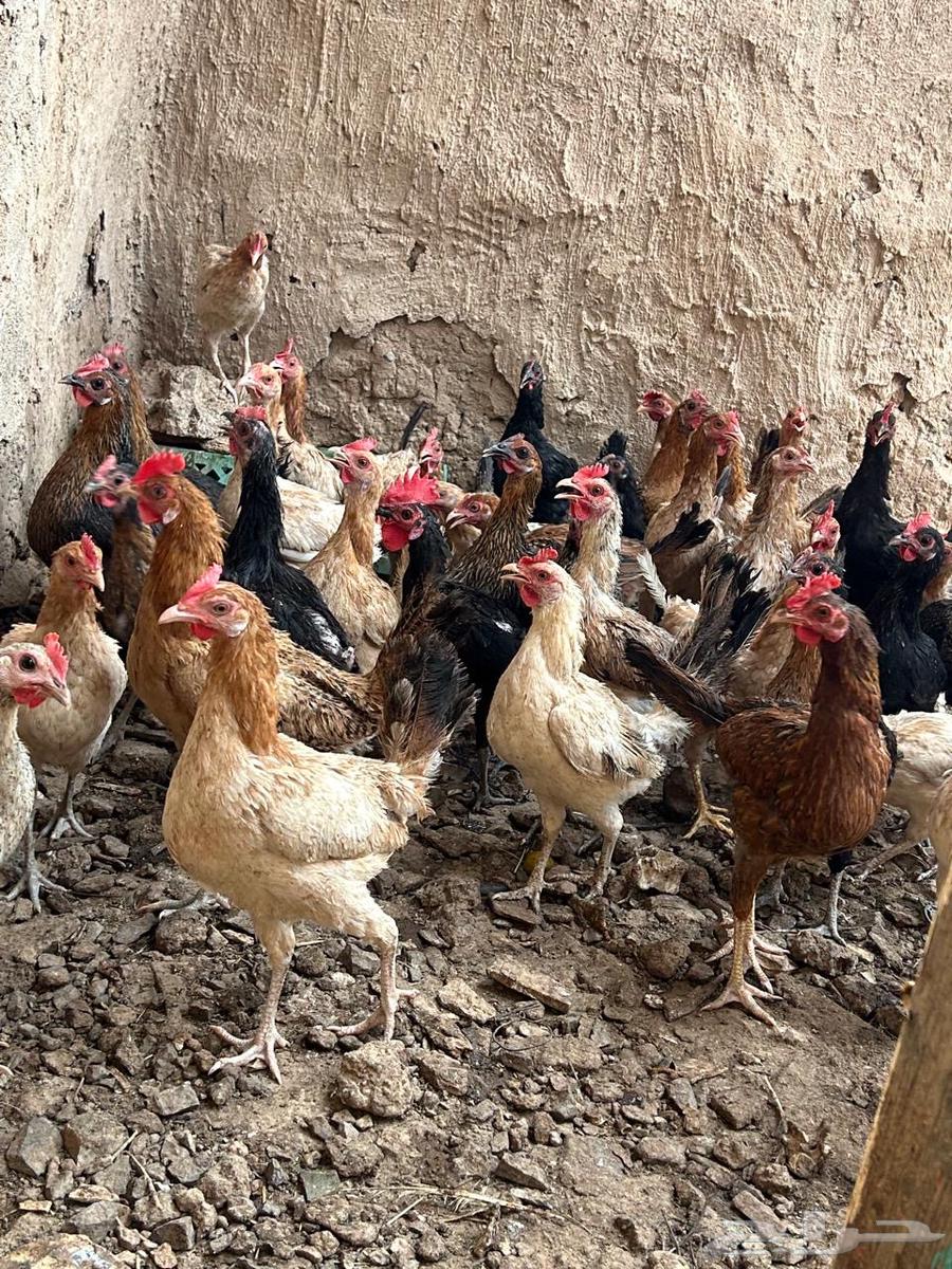 للبيع دجاج بشاير64494153300866112