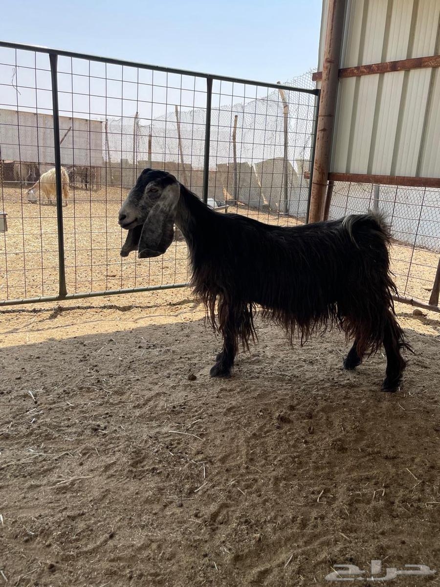 معزاء طيبه تم البيع64488879586818114