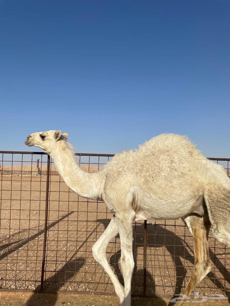 Clear, Spread Seating Area, Excellent Condition64489710743041111