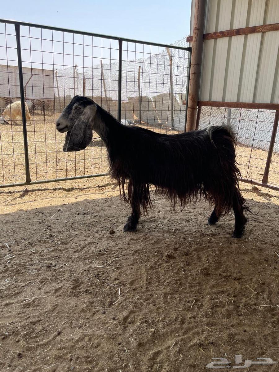 معزاء طيبه تم البيع64488879586818113