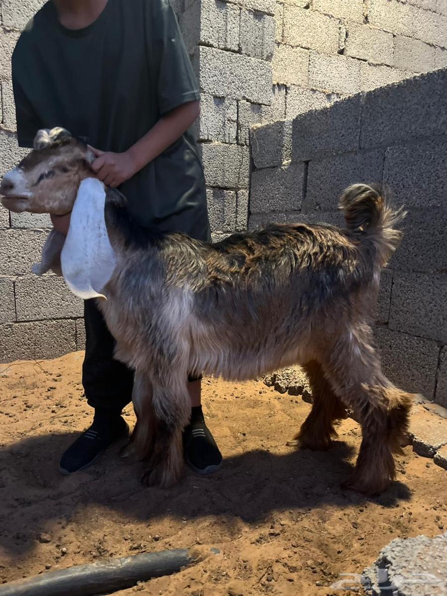 Ram64490980147330111