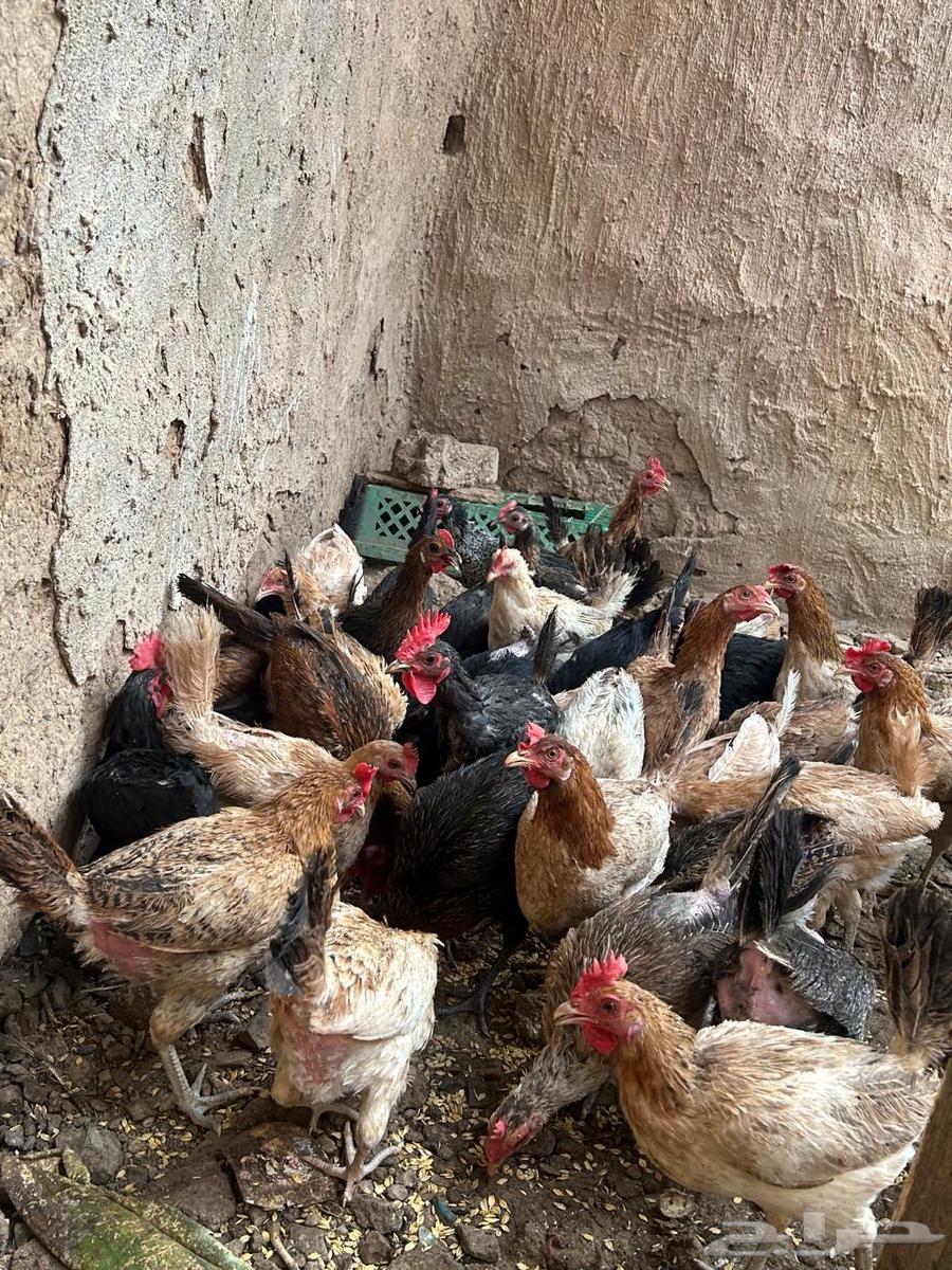 للبيع دجاج بشاير64494153300866110