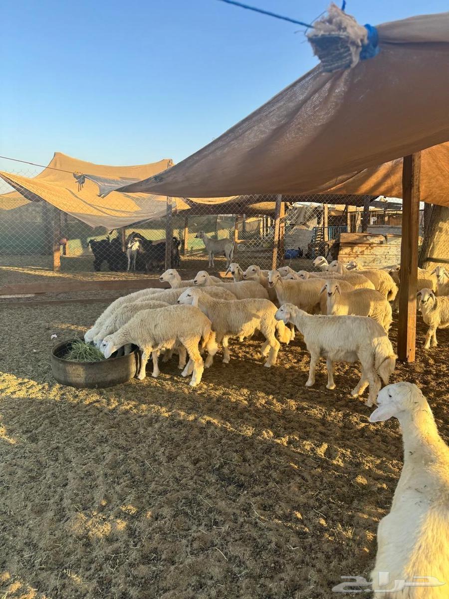 طليان حريات وتيوس عارضية للبيع مراح البركة64490921025795114