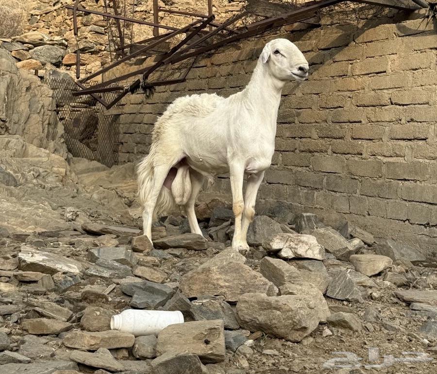 Stallion for conditional free sale64487387880195110