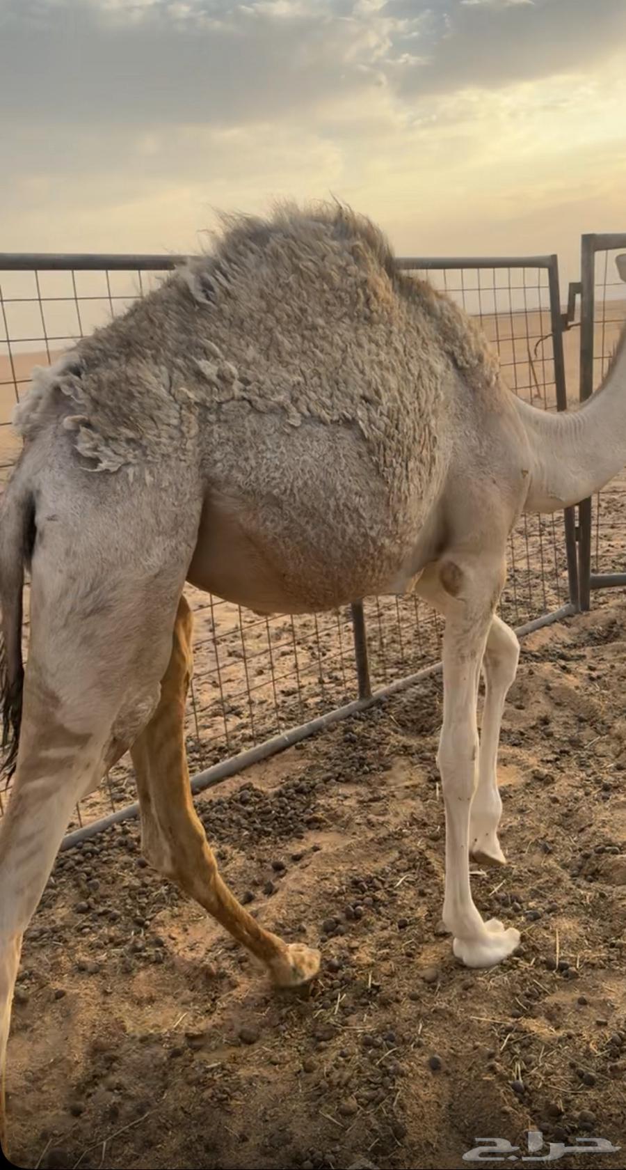 بكرهه للبيع لباني عمرهه 7 شهور64487104794370111