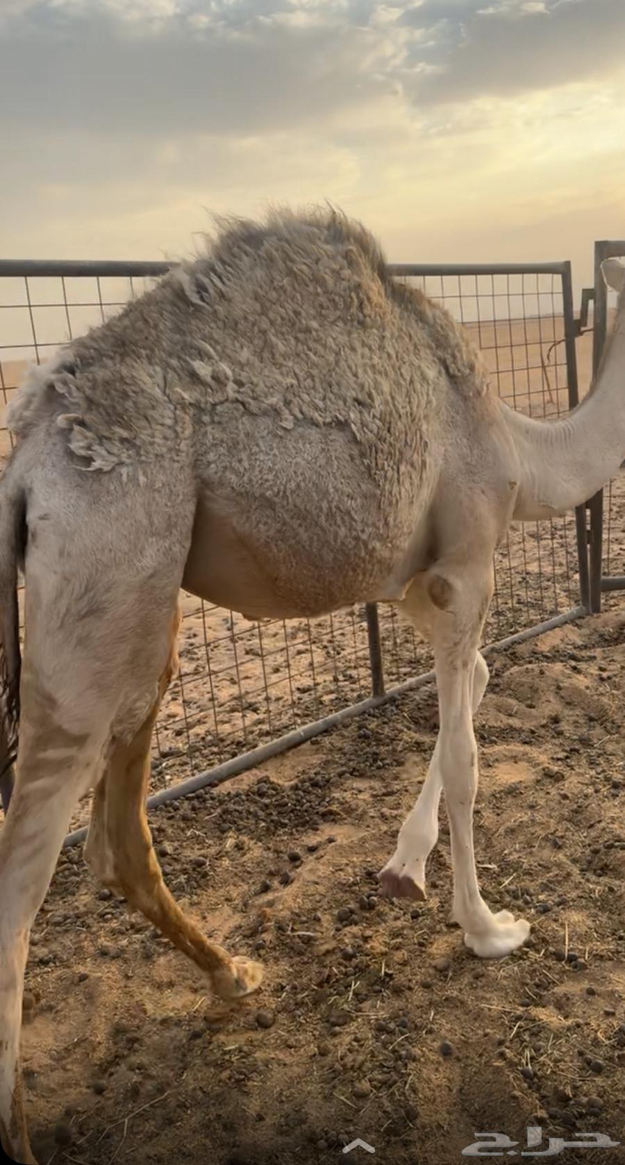 بكرهه للبيع لباني عمرهه 7 شهور64487104794370110