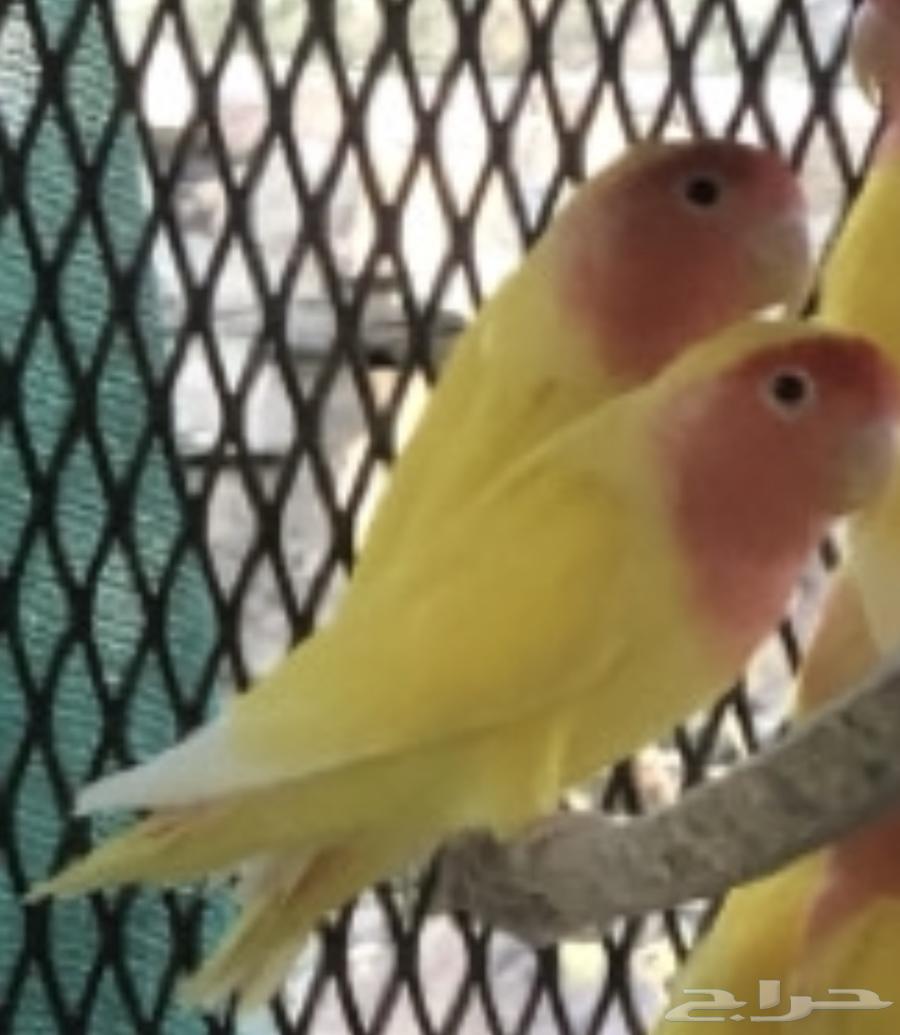 جوزين روز رد فيس64494112896515110