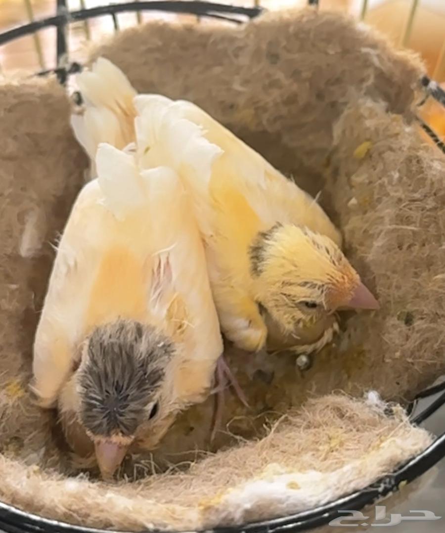 فرخين كناري غر للبيع64490192875010113