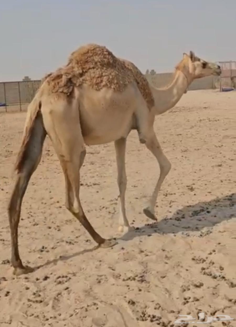 A white she-camel, excellent and with a preceding male camel in hand64492162029827111